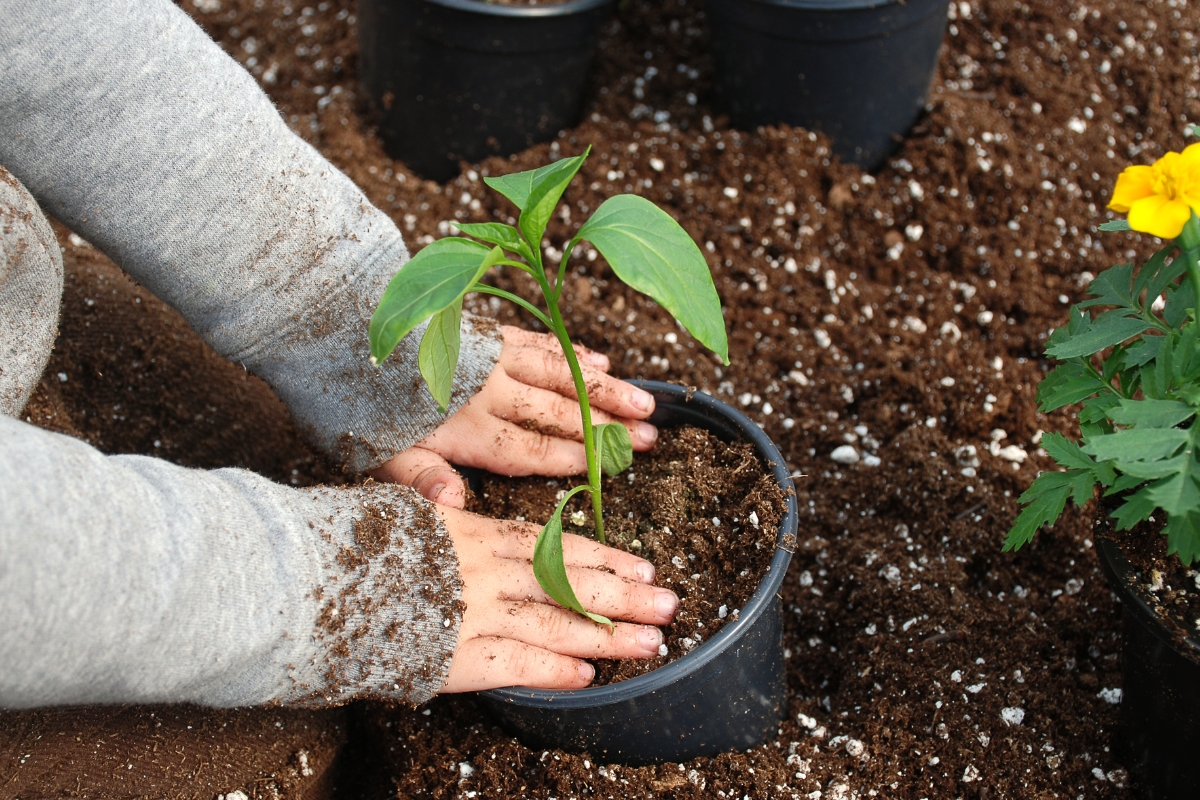Gardening and well-being: starting a small project in Spain