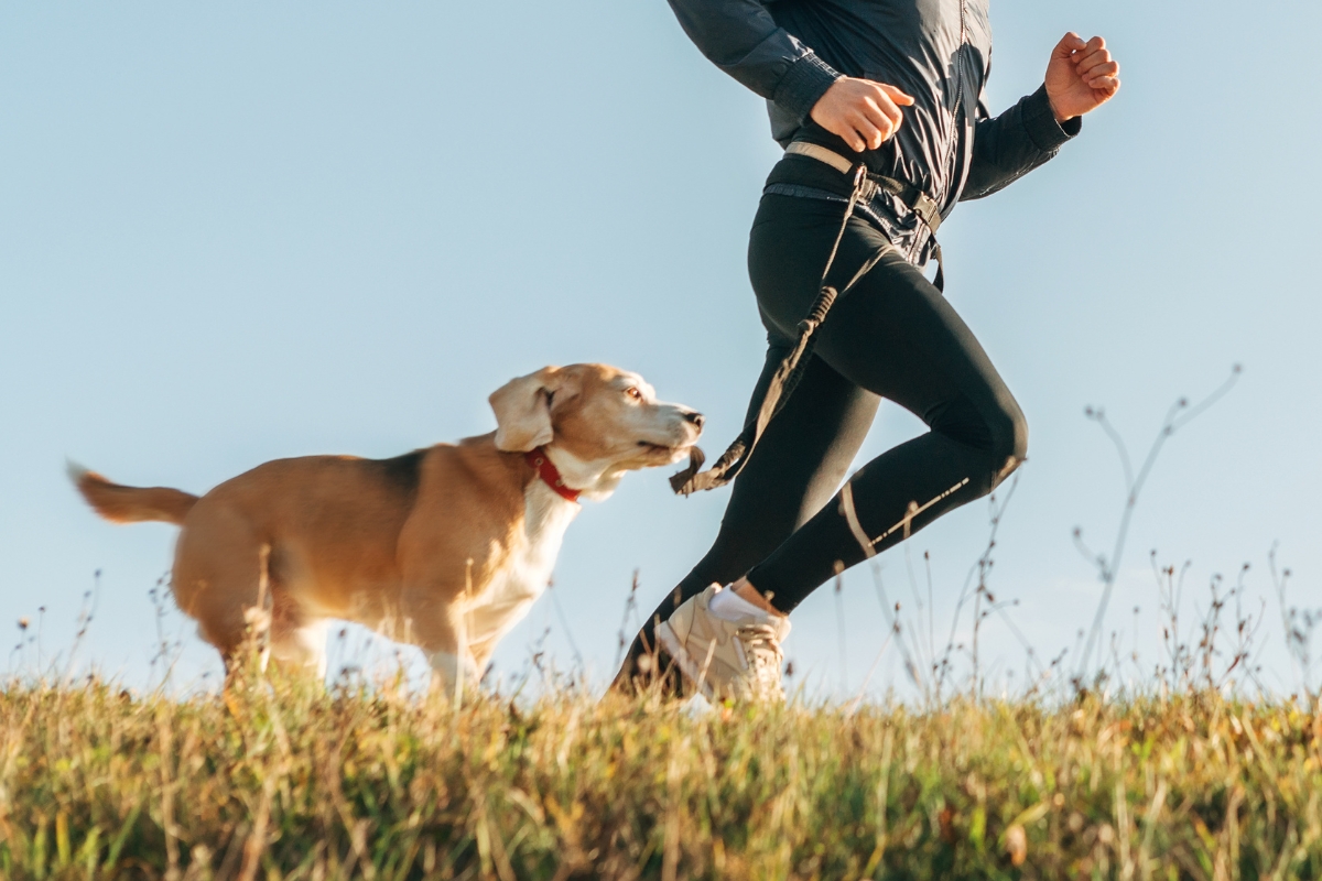 Las mejores actividades para hacer con tu perro