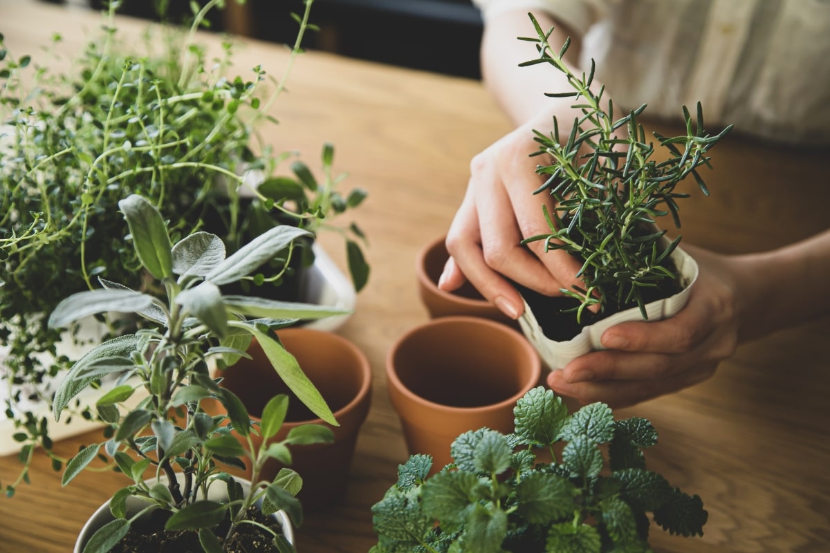 Fresh herbs at home: How to create your own balcony garden