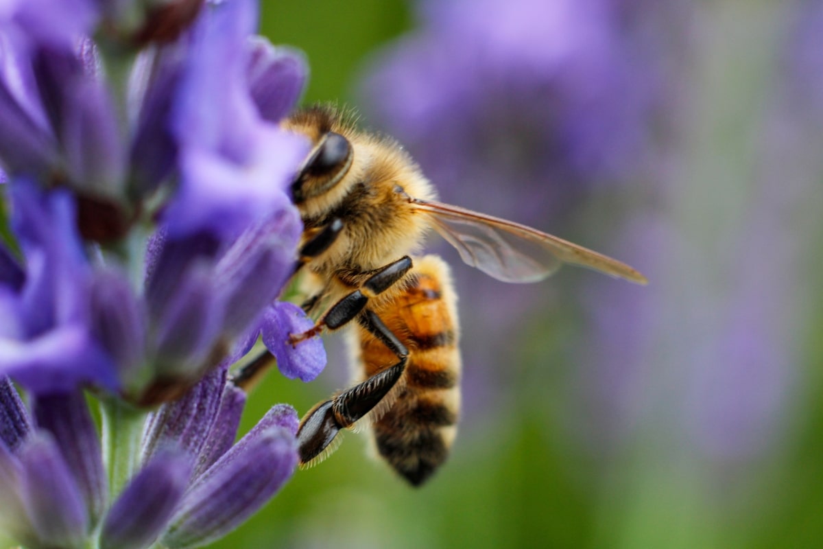 Crea un refugio para mariposas y abejas en tu jardín