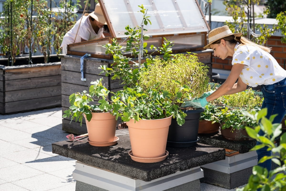 Urban gardening: A green pastime for the city